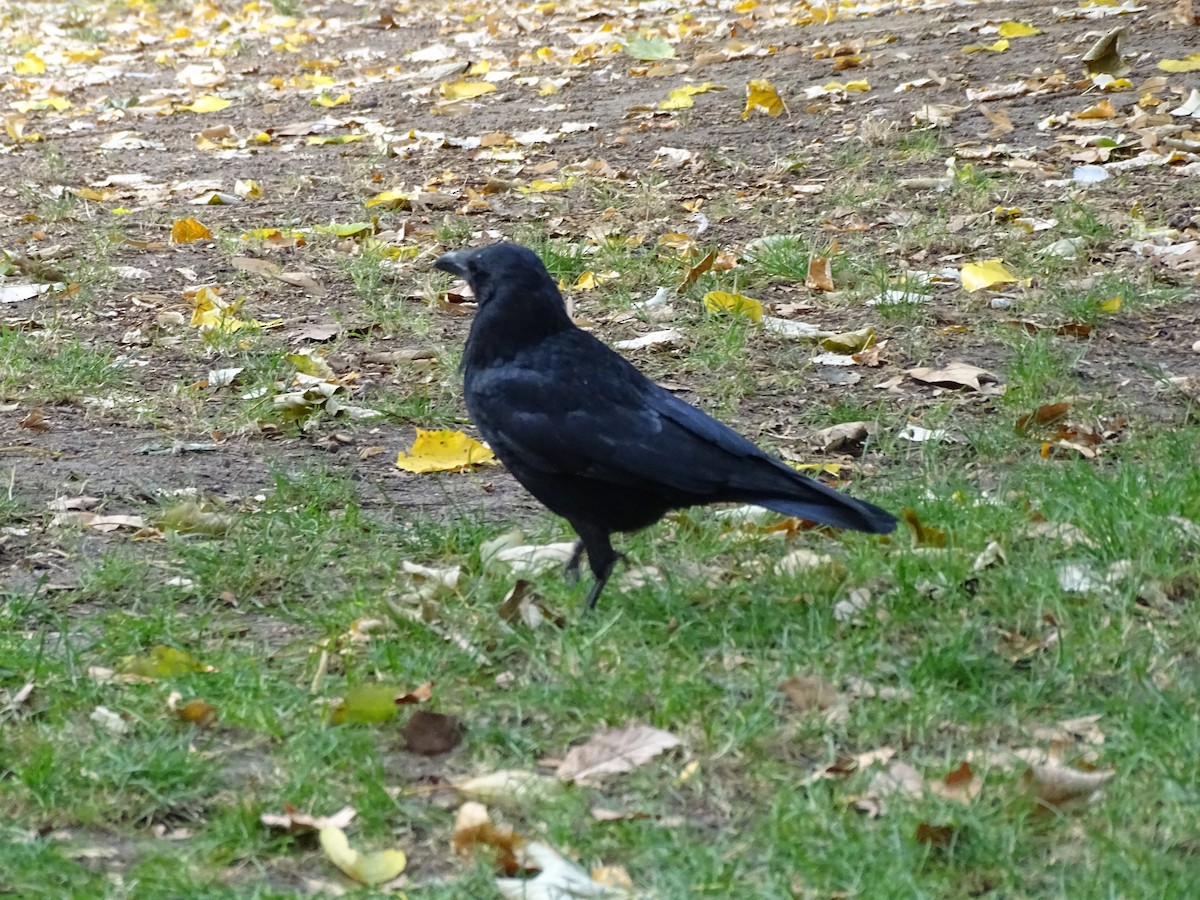 Carrion Crow - Rodrigo Calderón Castillo (Wudko)