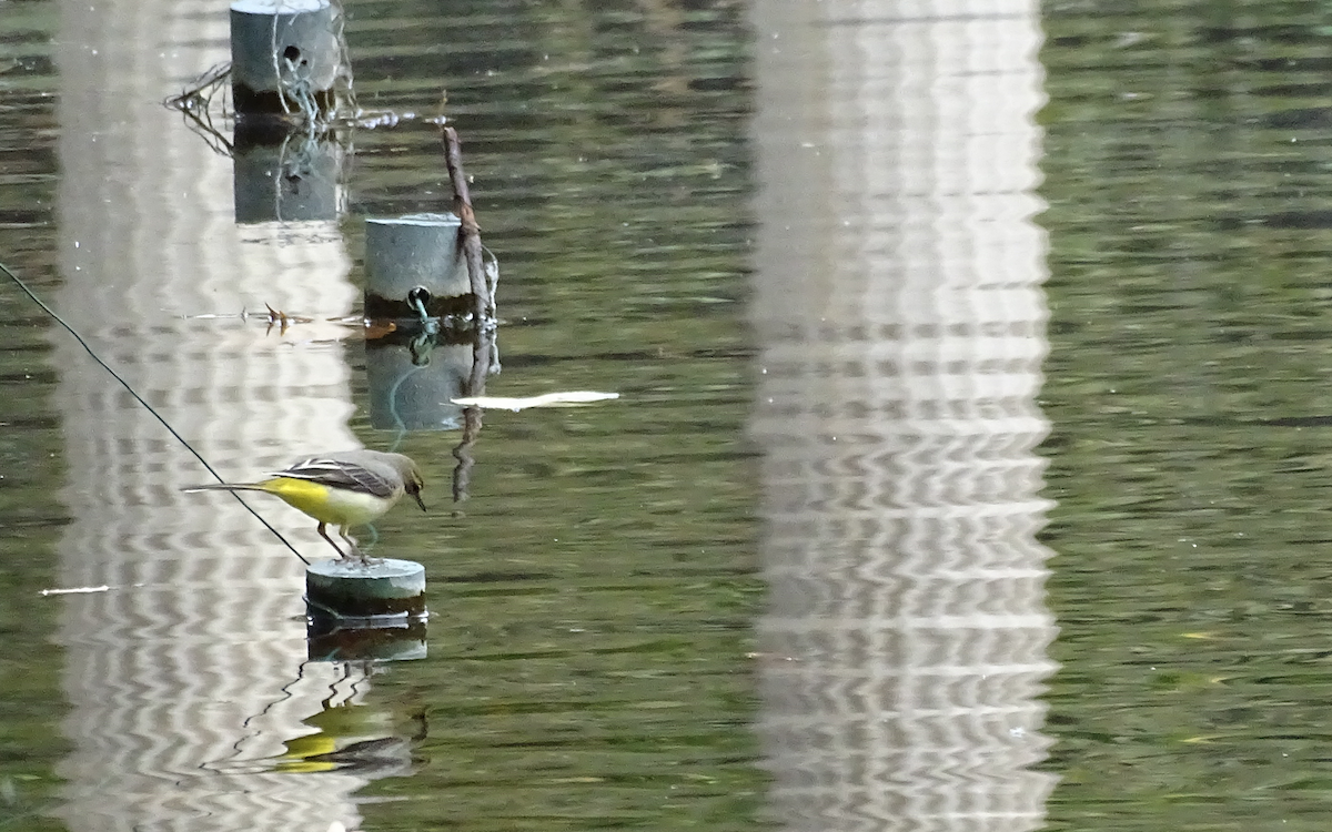 Gray Wagtail - ML126111841