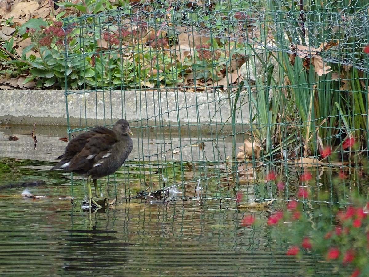 Eurasian Moorhen - ML126112181