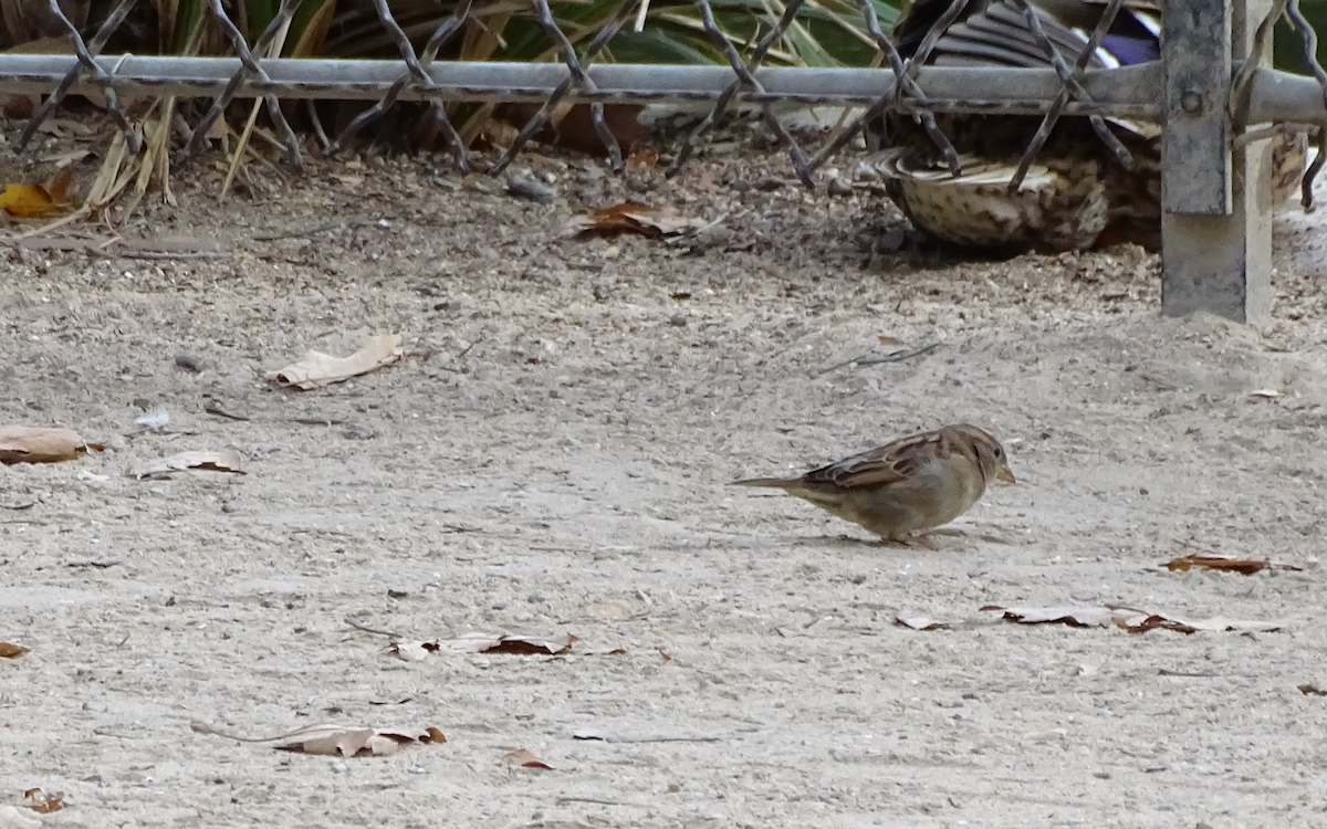 House Sparrow - ML126112631