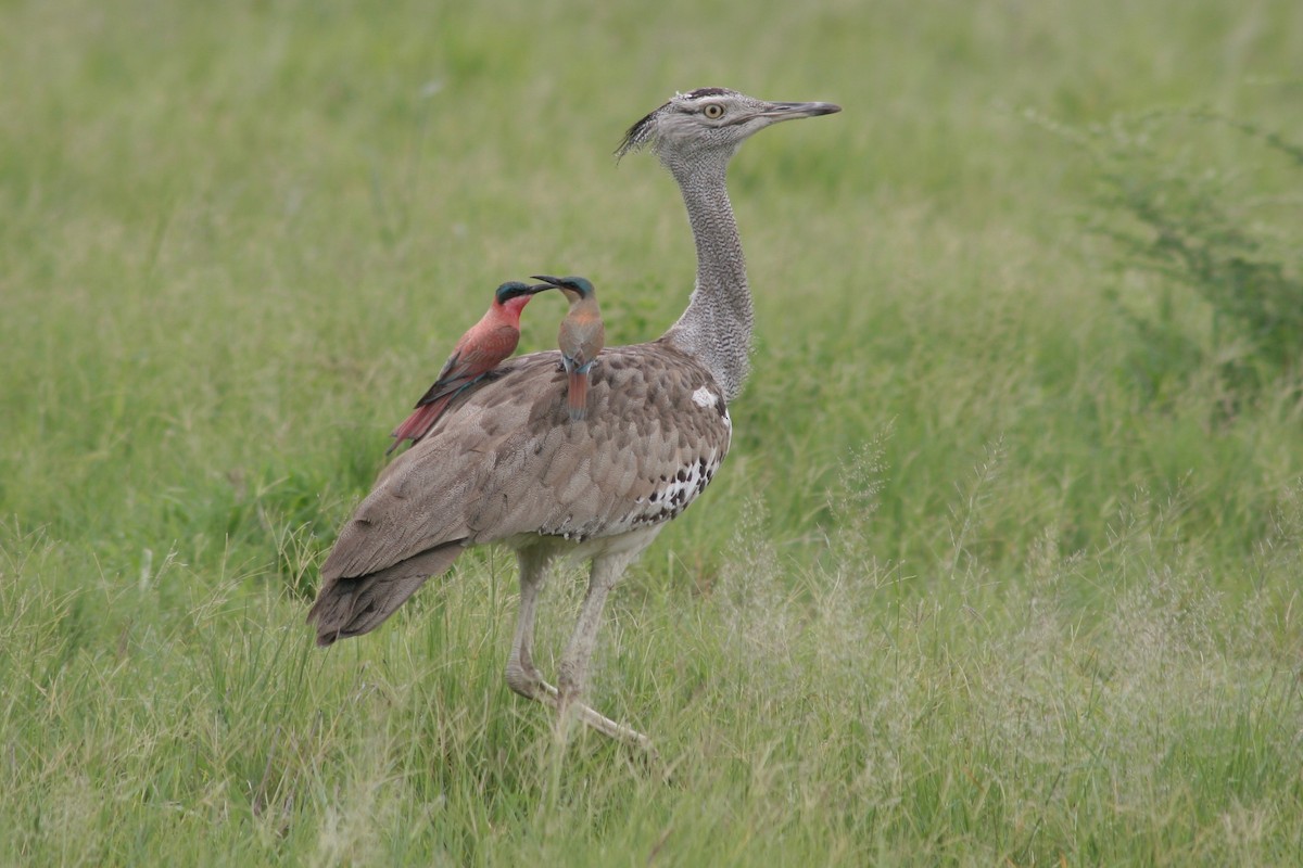 Kori Bustard - ML126115111