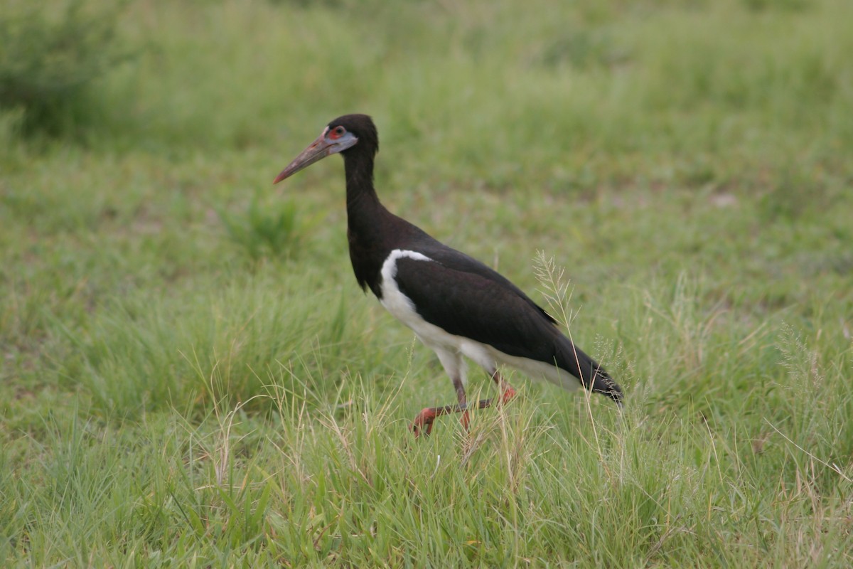 Abdim's Stork - ML126115251