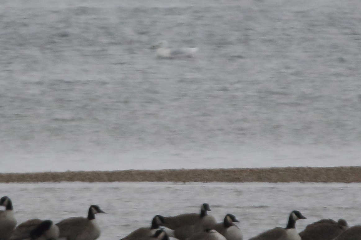 Glaucous Gull - ML126116531