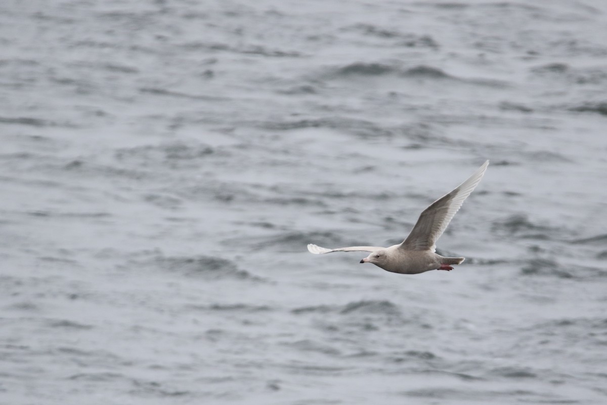 Glaucous Gull - ML126116601