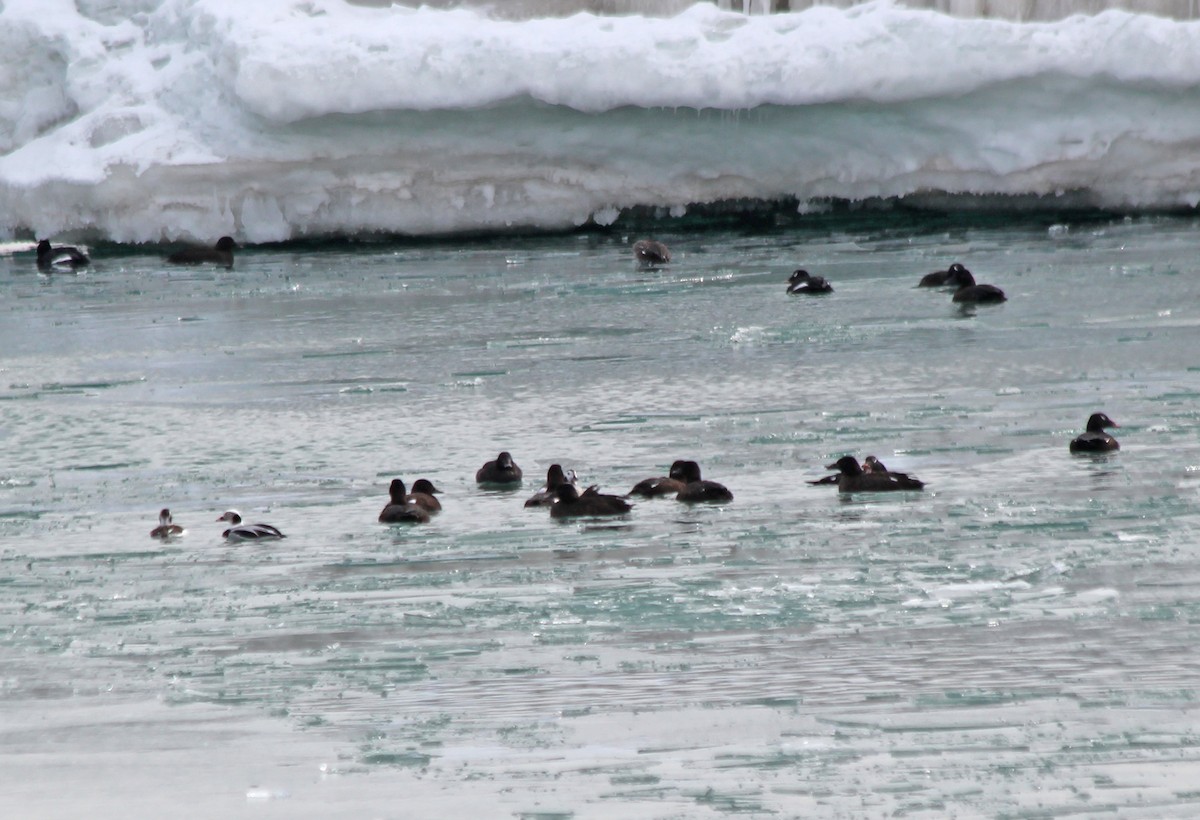 White-winged Scoter - Andrew S. Aldrich