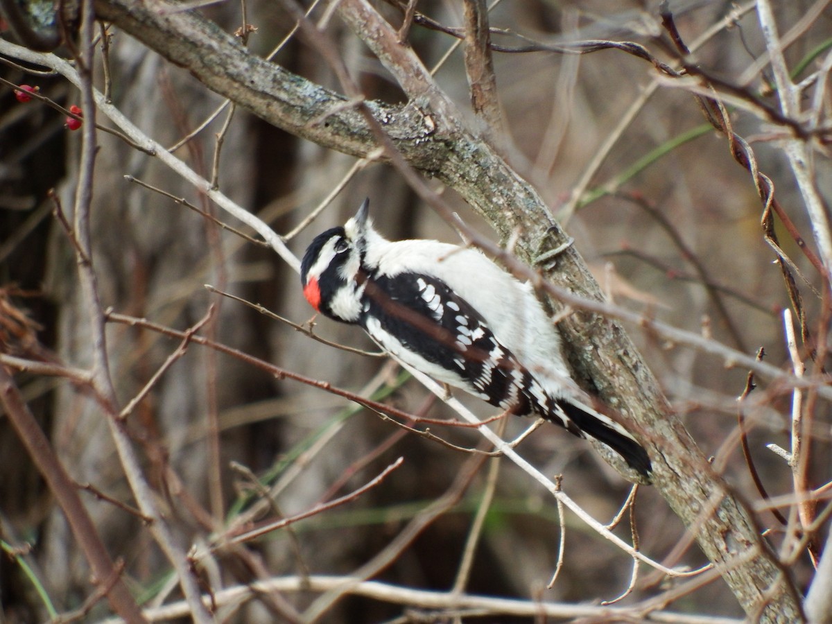 Downy Woodpecker - ML126116871