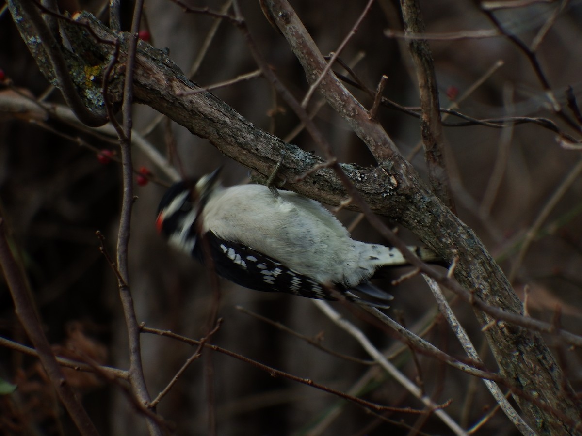 Downy Woodpecker - ML126116901