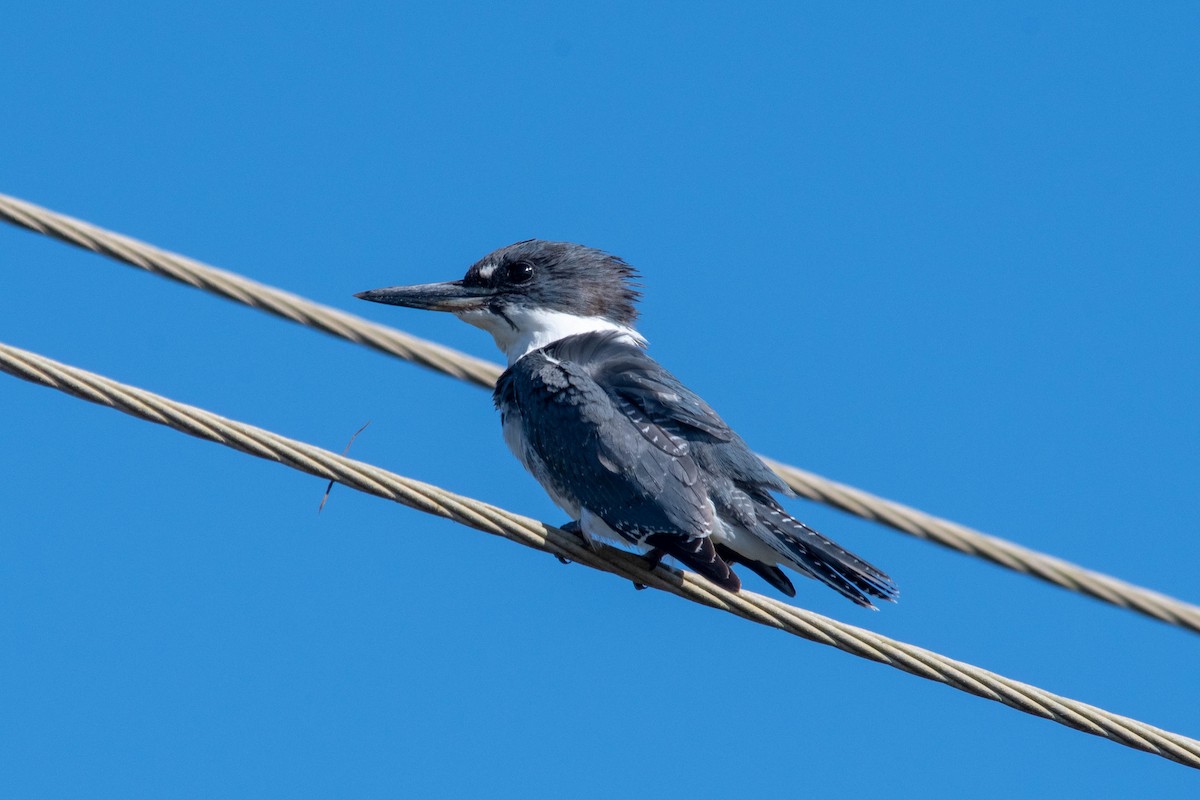 Belted Kingfisher - ML126117291
