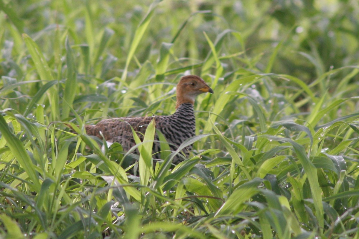 Francolin coqui - ML126117841