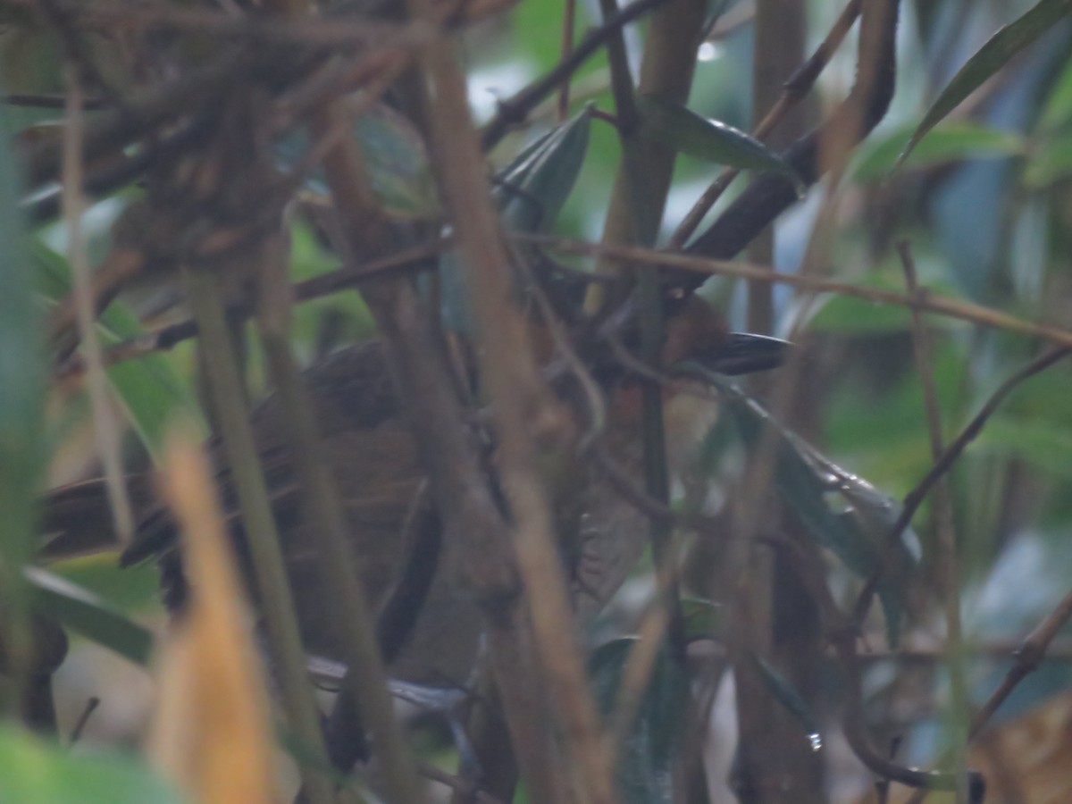 Rufous-faced Antpitta - Chris Welsh