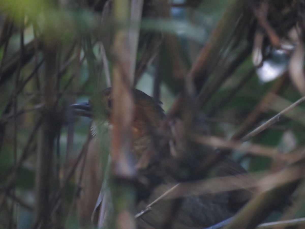 Rufous-faced Antpitta - Chris Welsh