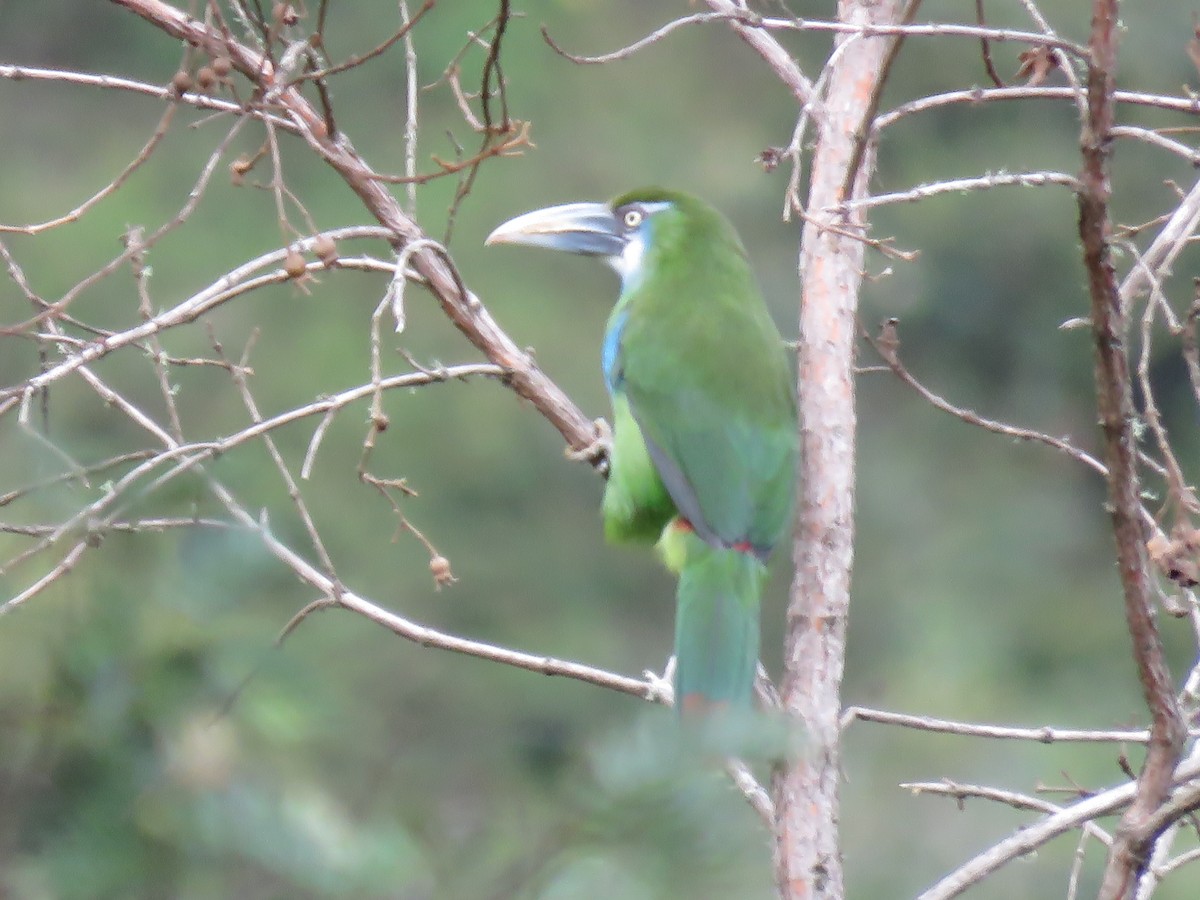 Toucanet à ceinture bleue - ML126118361