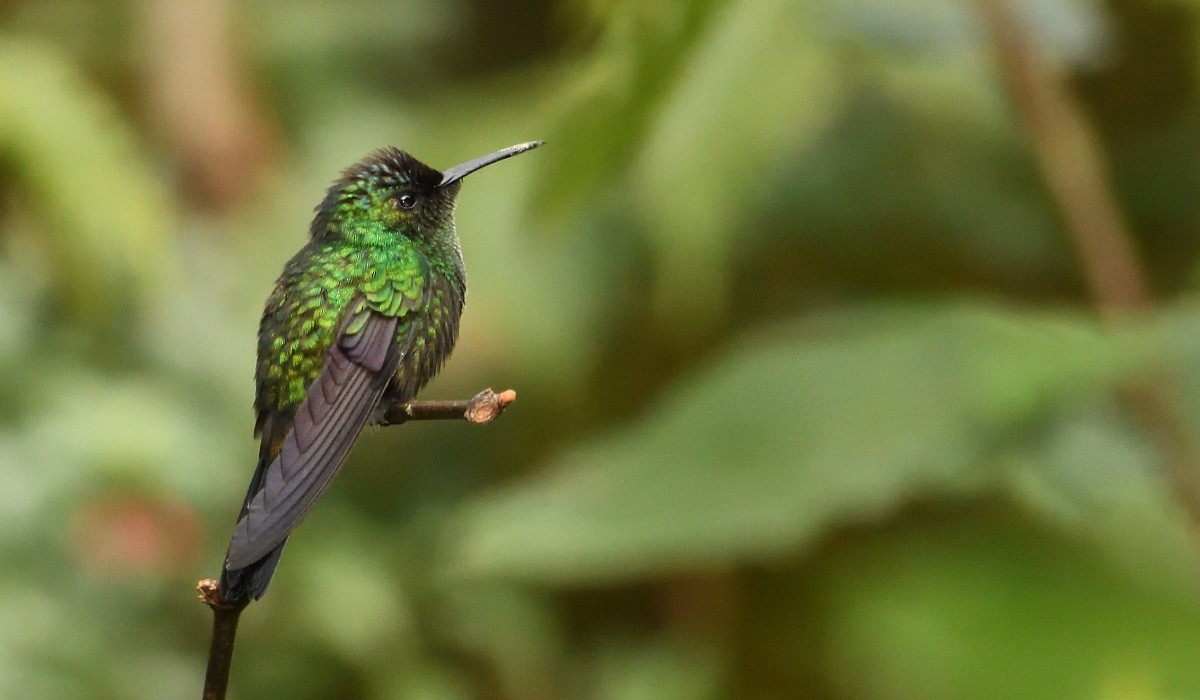 Mexican Woodnymph - ML126120261