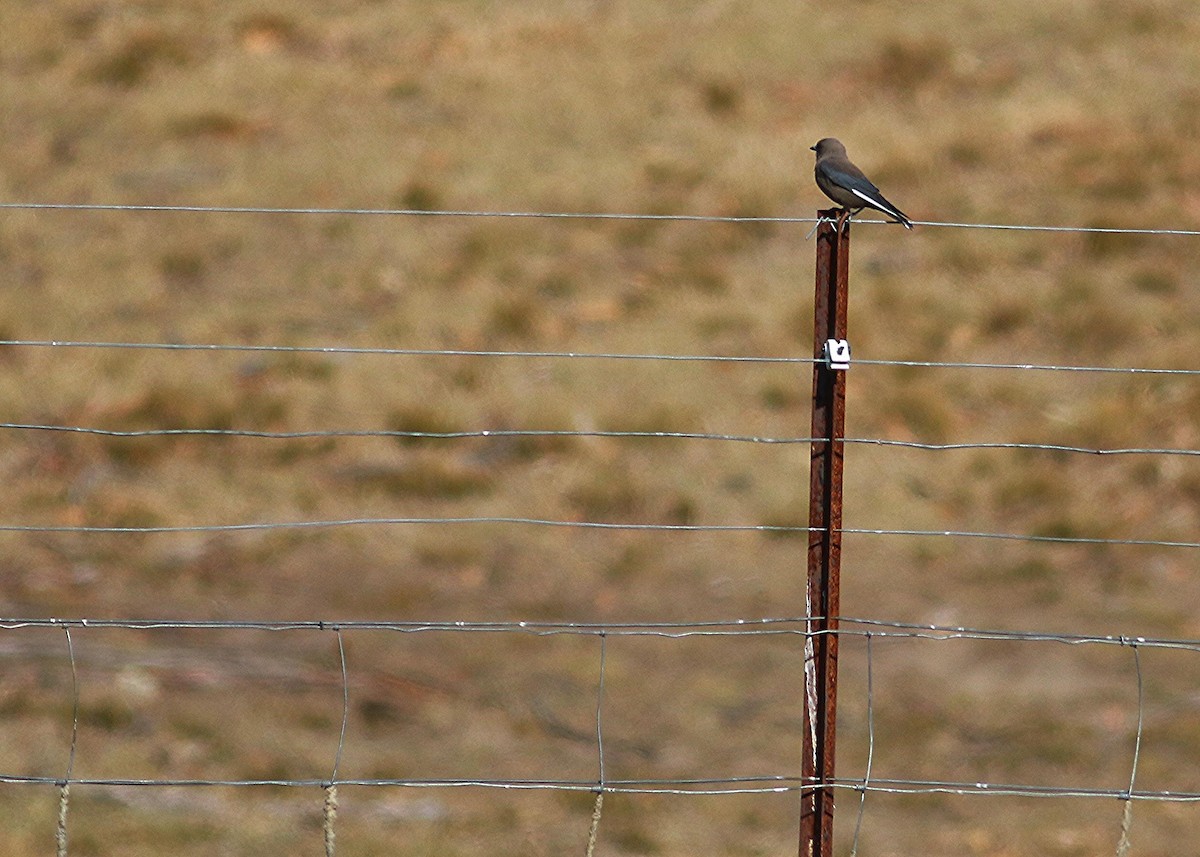 Dusky Woodswallow - ML126121061