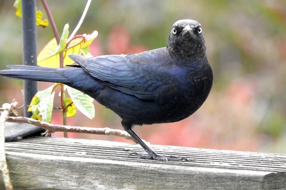 Brewer's Blackbird - ML126121601