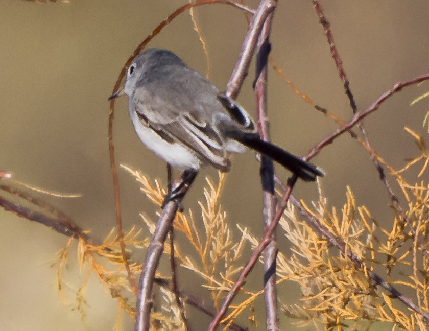 Perlita Californiana - ML126121681