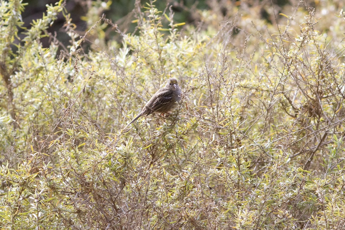Golden-crowned Sparrow - ML126121931