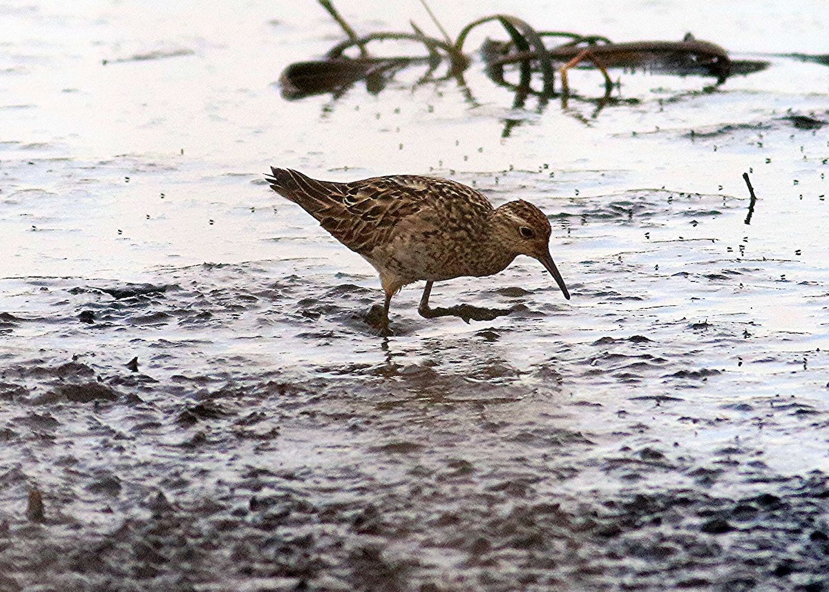 Sharp-tailed Sandpiper - ML126122351