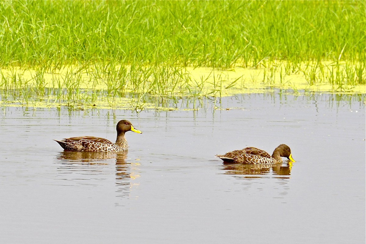 Yellow-billed Duck - ML126122591