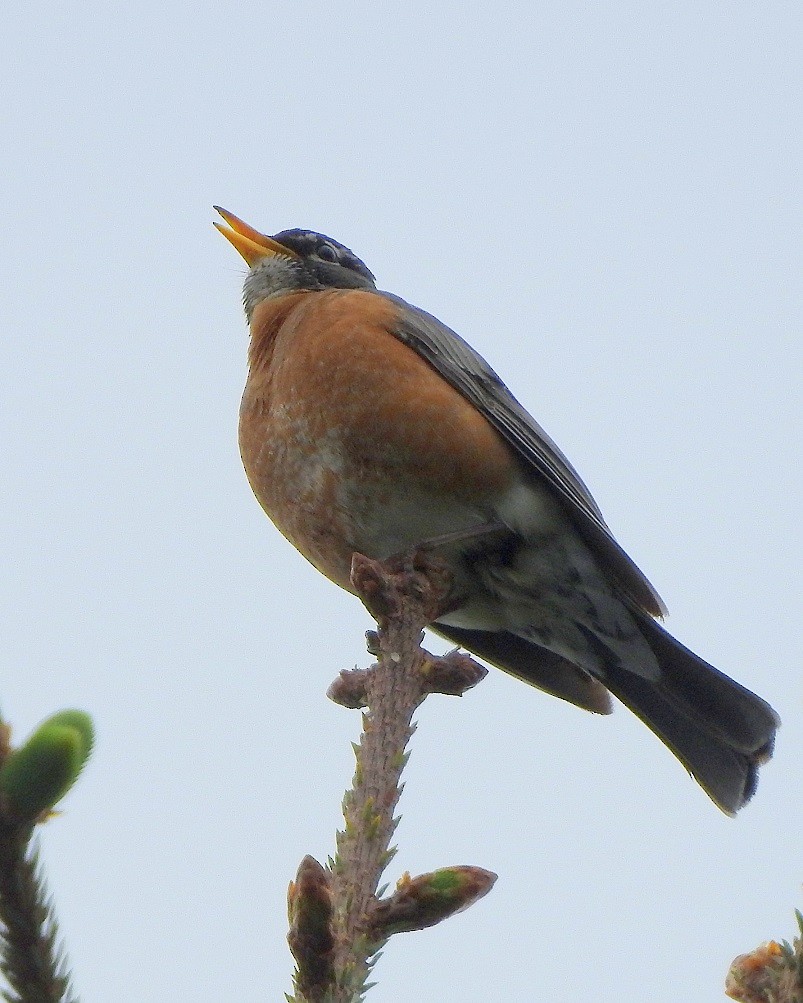 American Robin - ML126122711