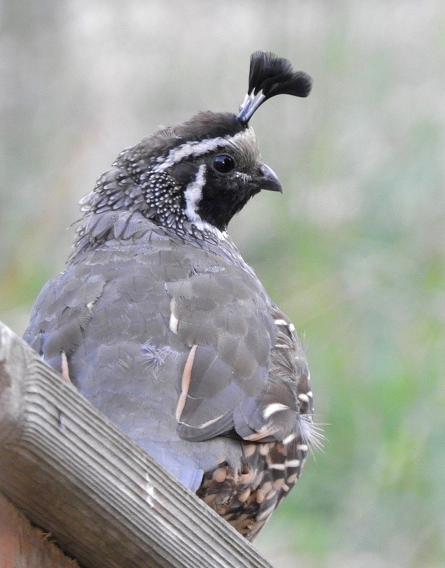 California Quail - ML126124451