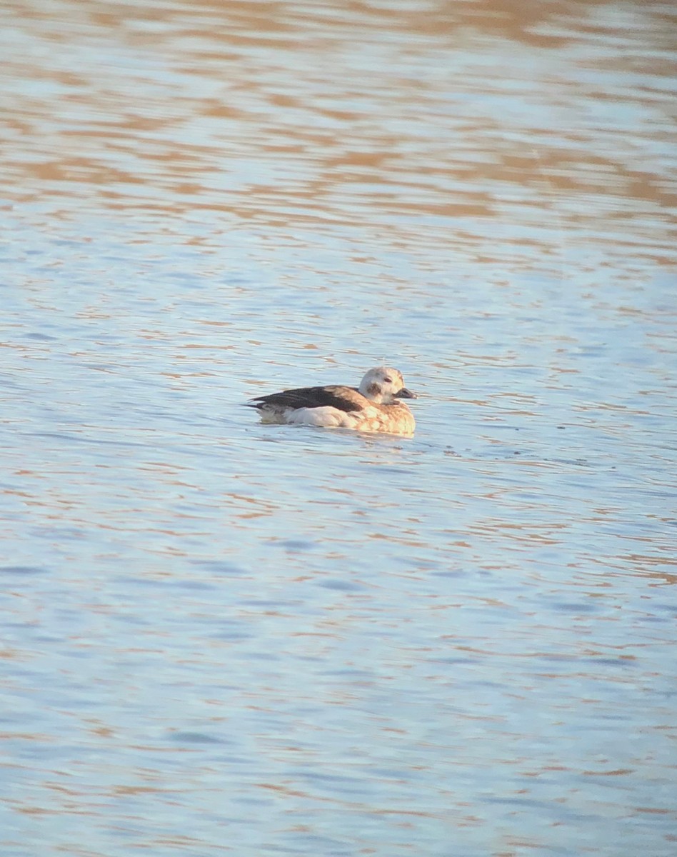 Long-tailed Duck - ML126125121
