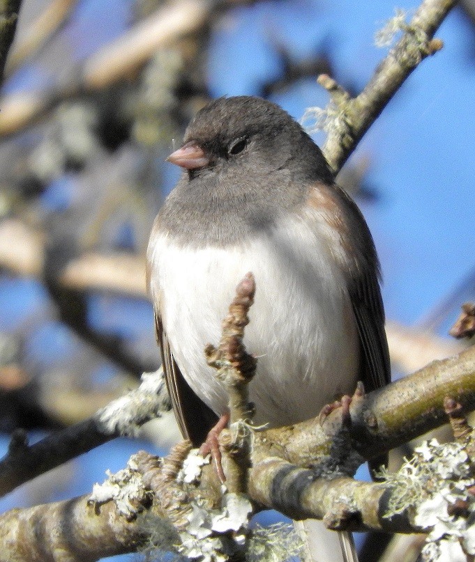 Dark-eyed Junco - ML126125221