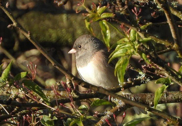 Dark-eyed Junco - ML126125421