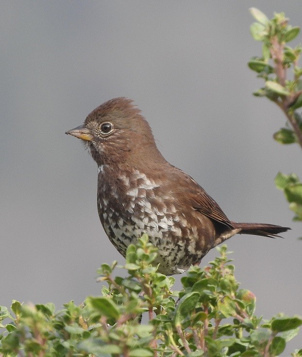 Fox Sparrow - ML126126081