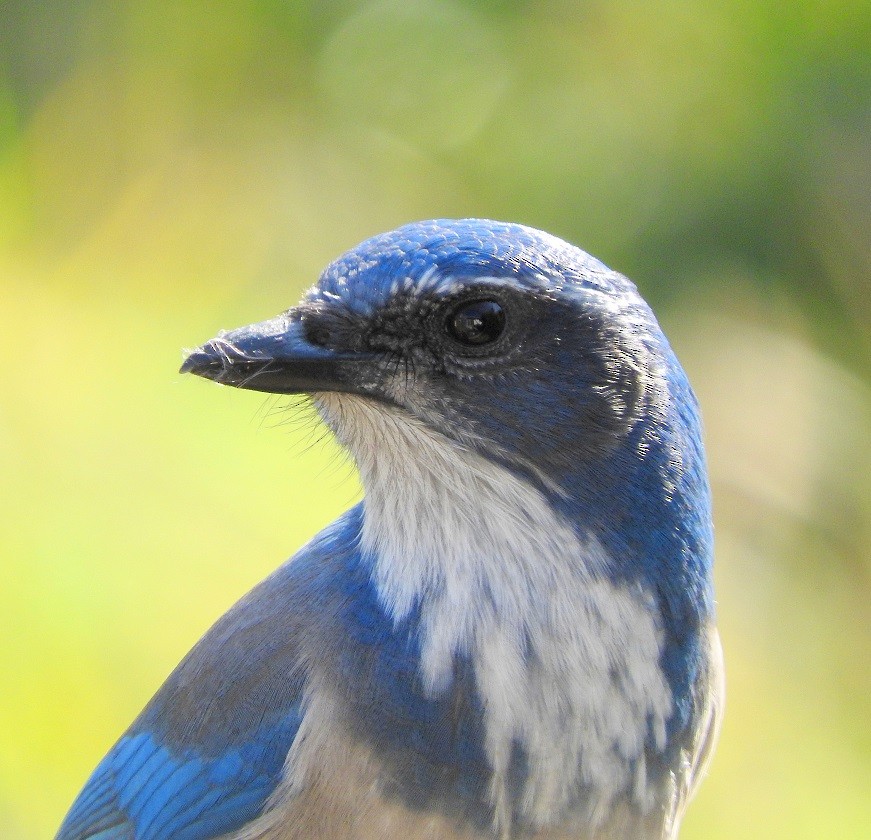 California Scrub-Jay - ML126127191