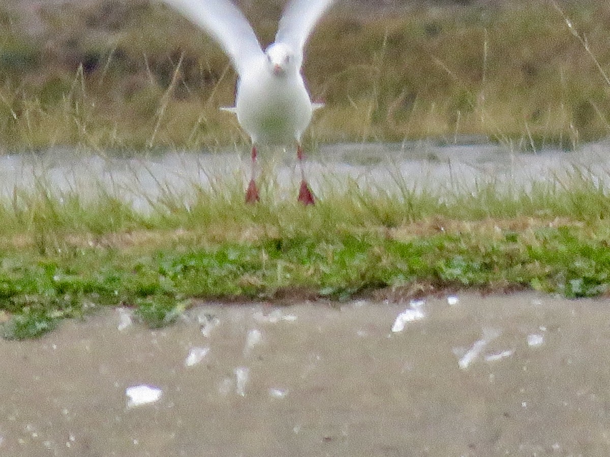 Black-headed Gull - ML126127651