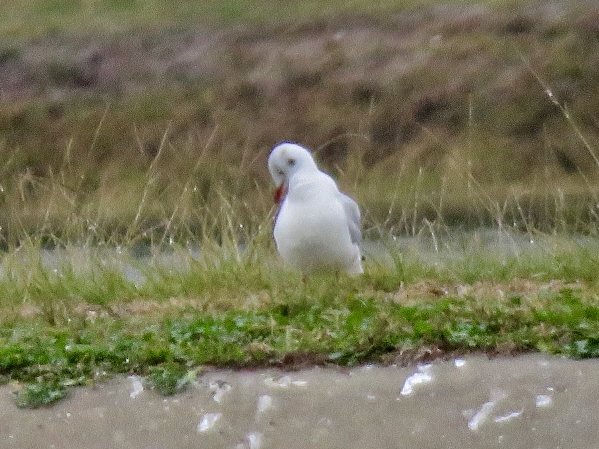 Black-headed Gull - ML126127691