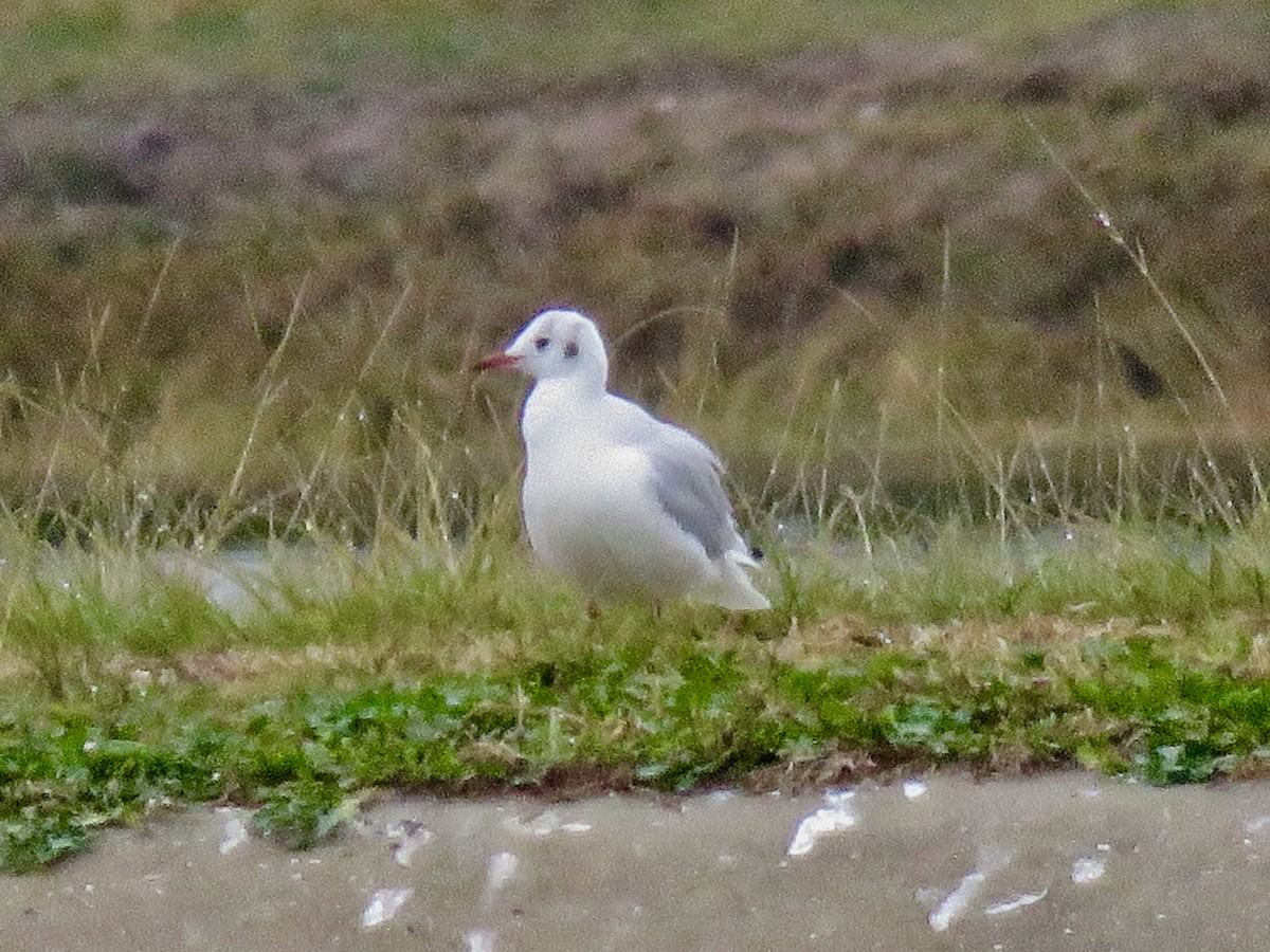 Black-headed Gull - ML126127701