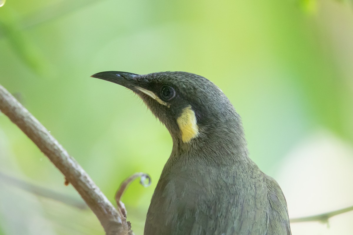 Lewin's Honeyeater - Cory Gregory