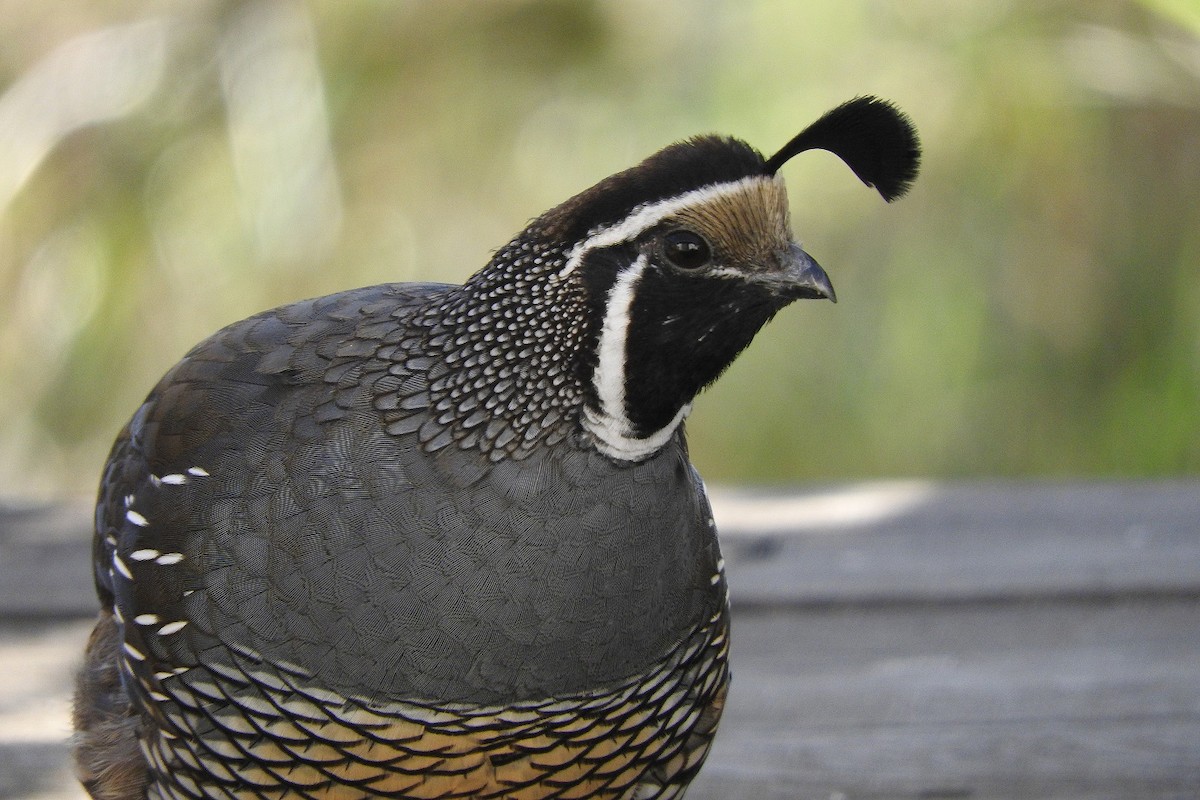 California Quail - ML126128021