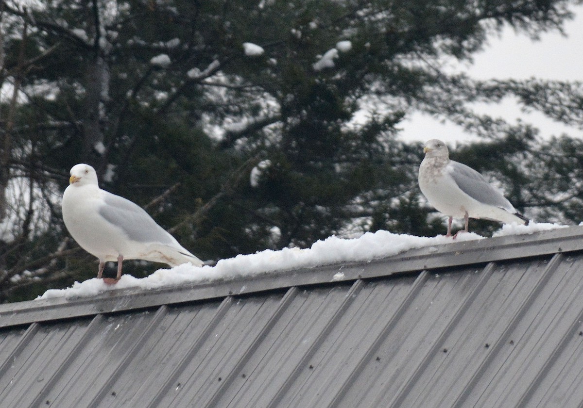 Glaucous Gull - ML126128381