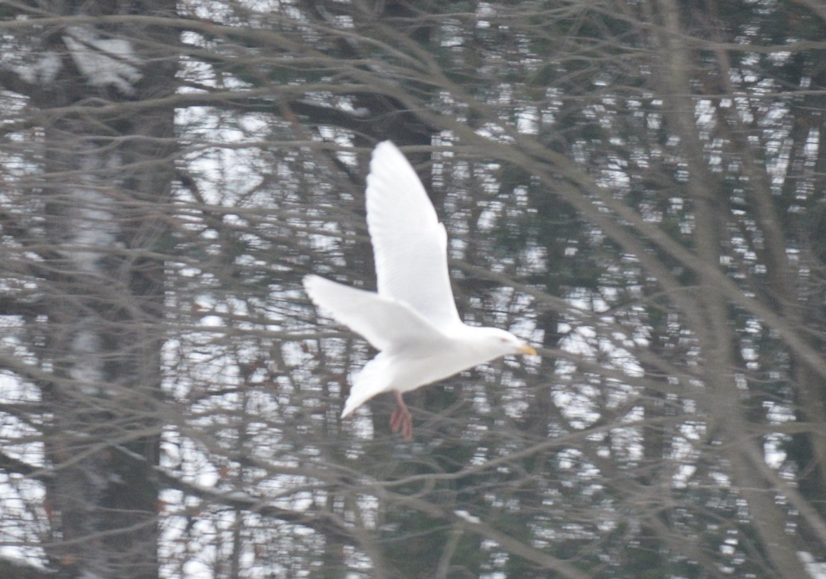 Glaucous Gull - ML126128401