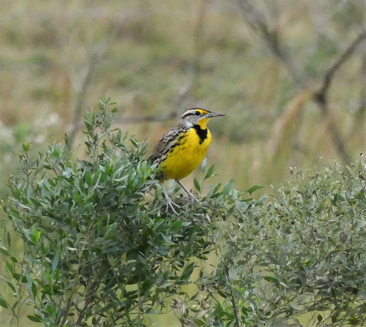 Eastern Meadowlark - Jim Eager