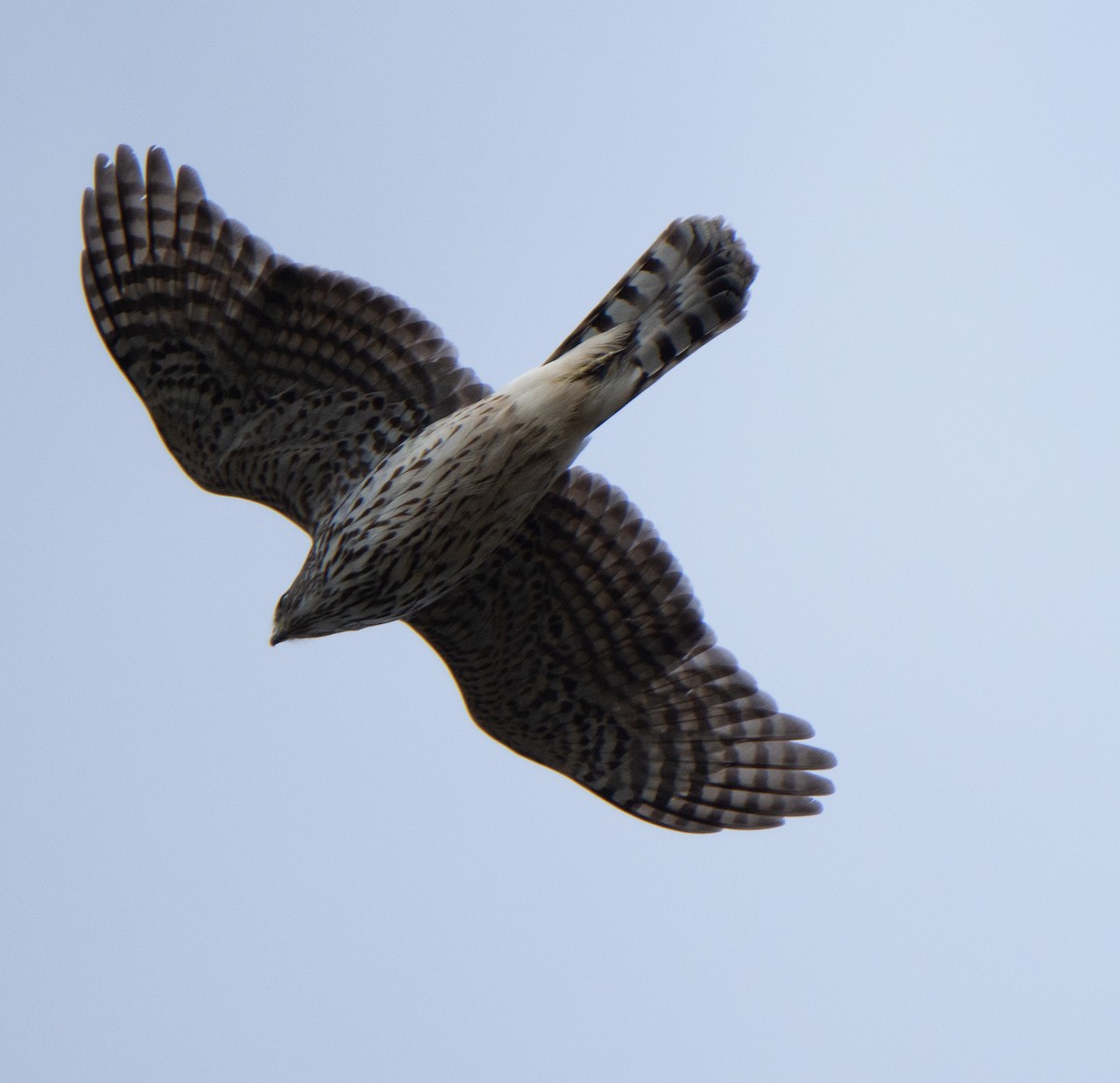 Cooper's Hawk - ML126128941