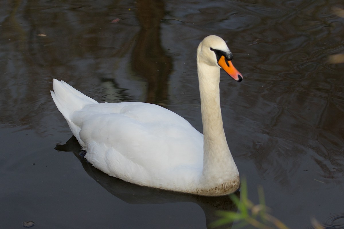 Cygne tuberculé - ML126129541