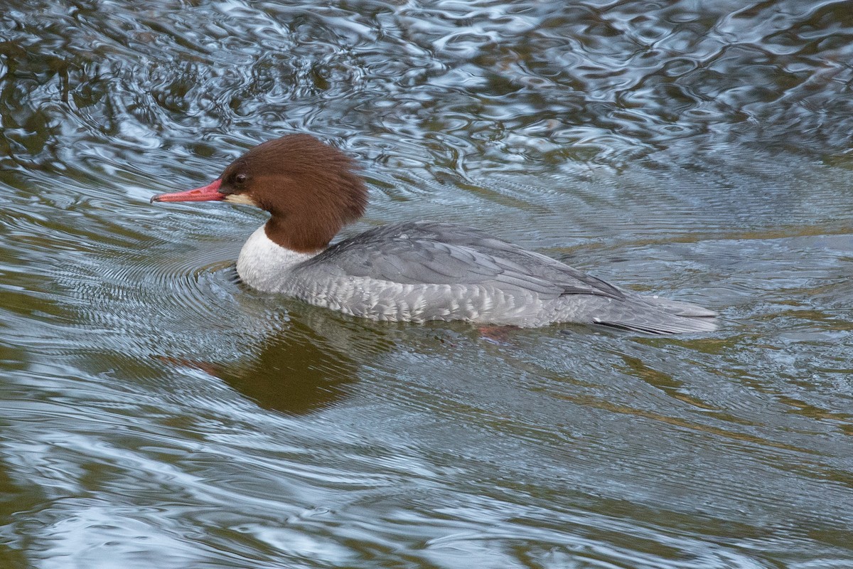 Common Merganser - ML126129641