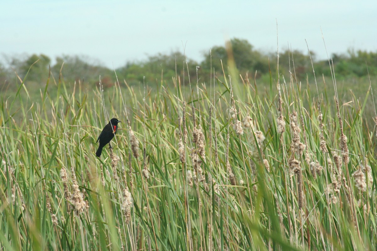 Red-winged Blackbird - ML126131651