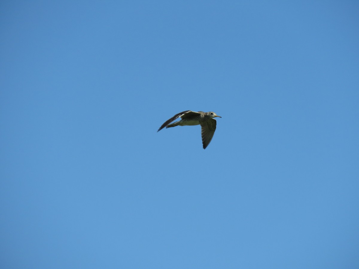 Upland Sandpiper - ML126133561