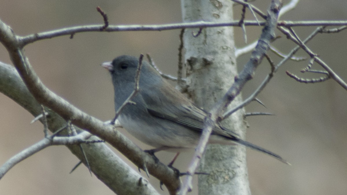 Junco ardoisé - ML126133781