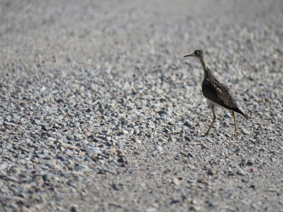 Upland Sandpiper - ML126134371