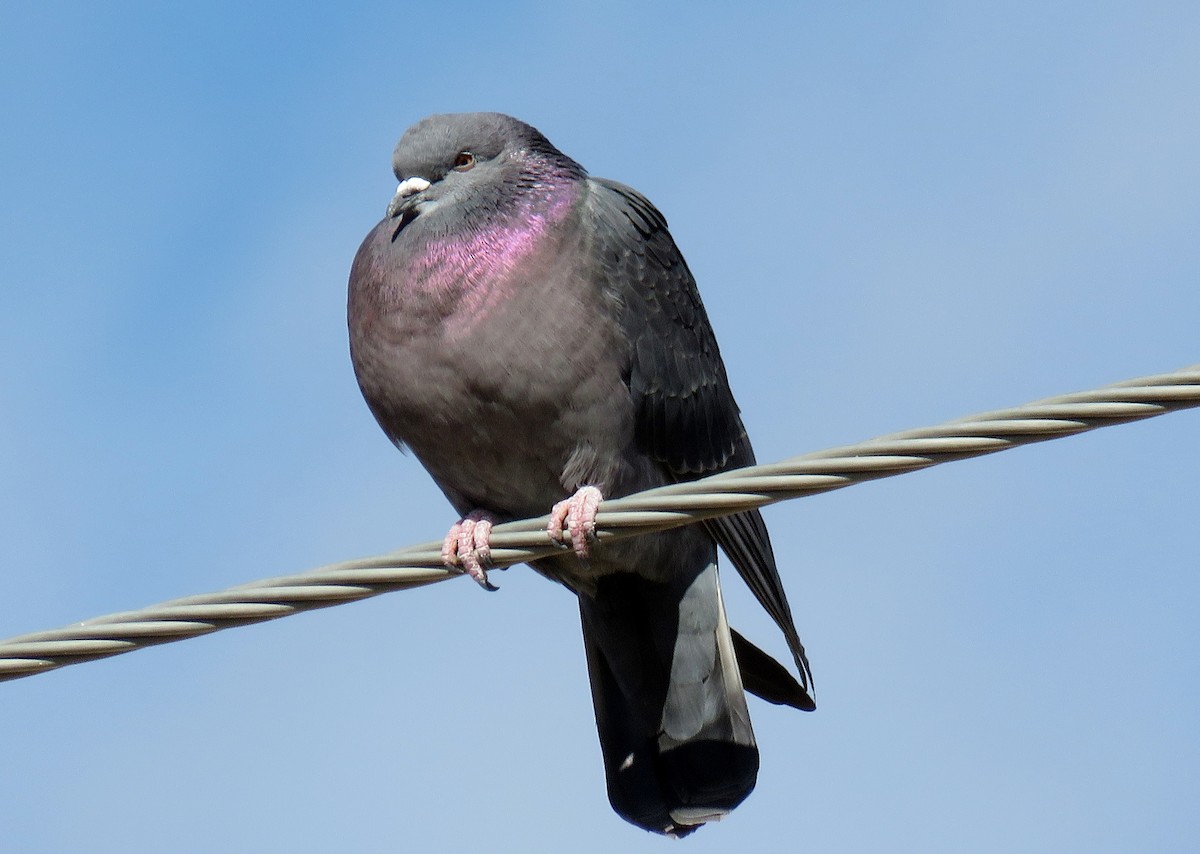 Rock Pigeon (Feral Pigeon) - Ed Dunn