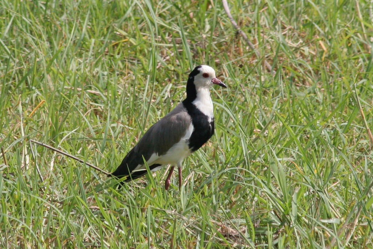 Long-toed Lapwing - Robert Gowan