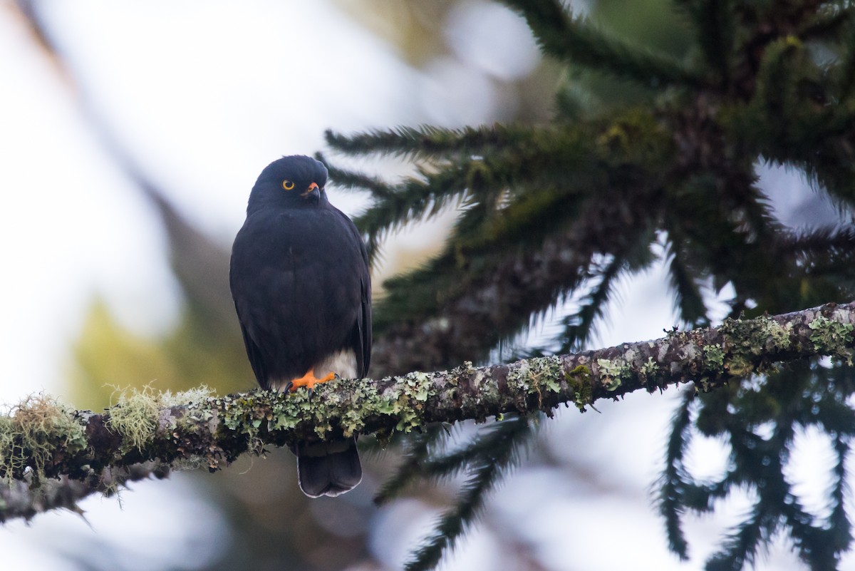 White-rumped Hawk - ML126139351