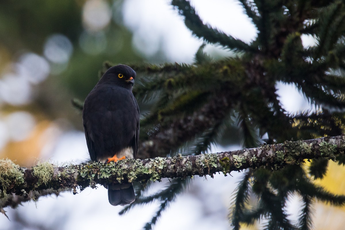 White-rumped Hawk - ML126139401