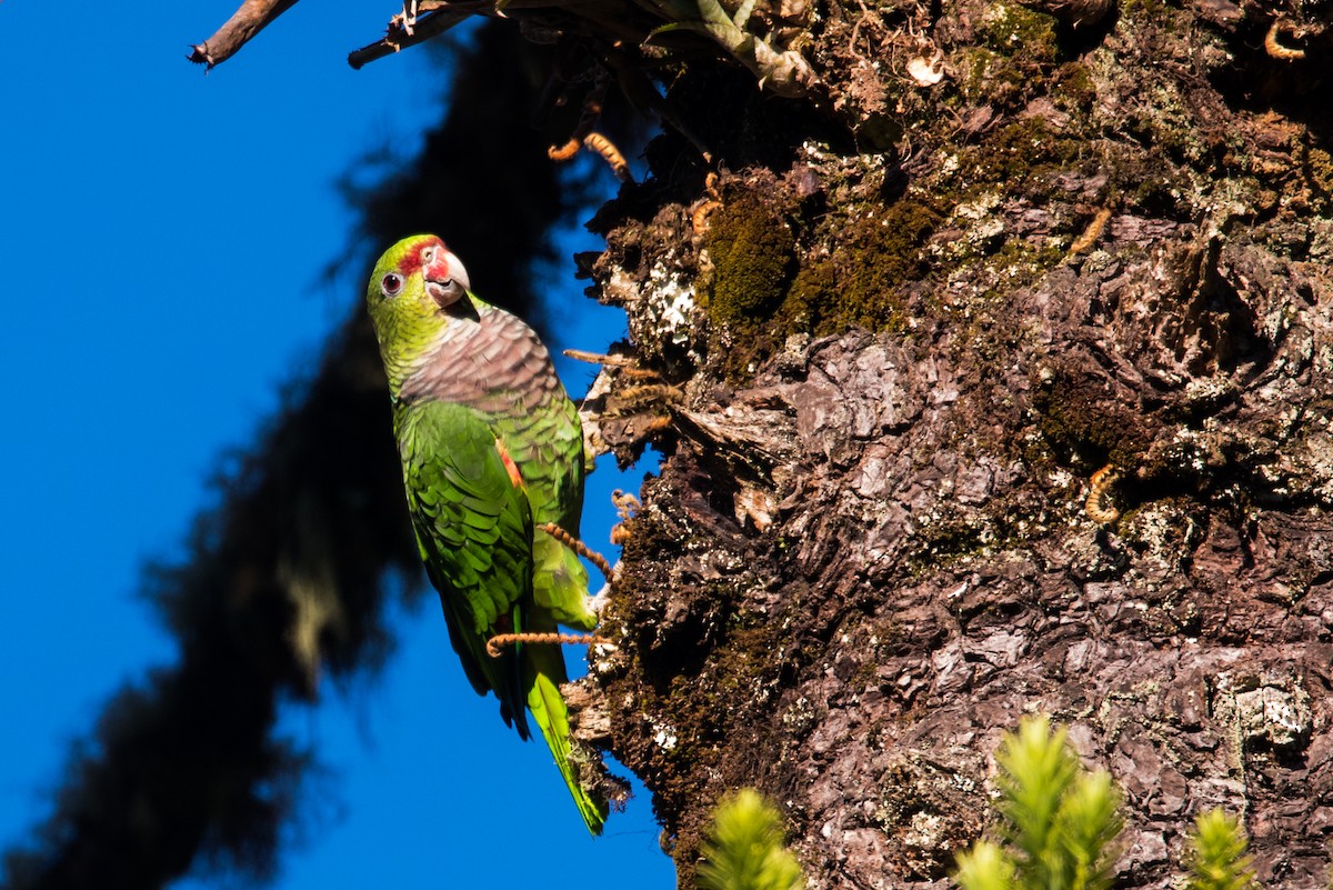 Vinaceous-breasted Parrot - ML126140781